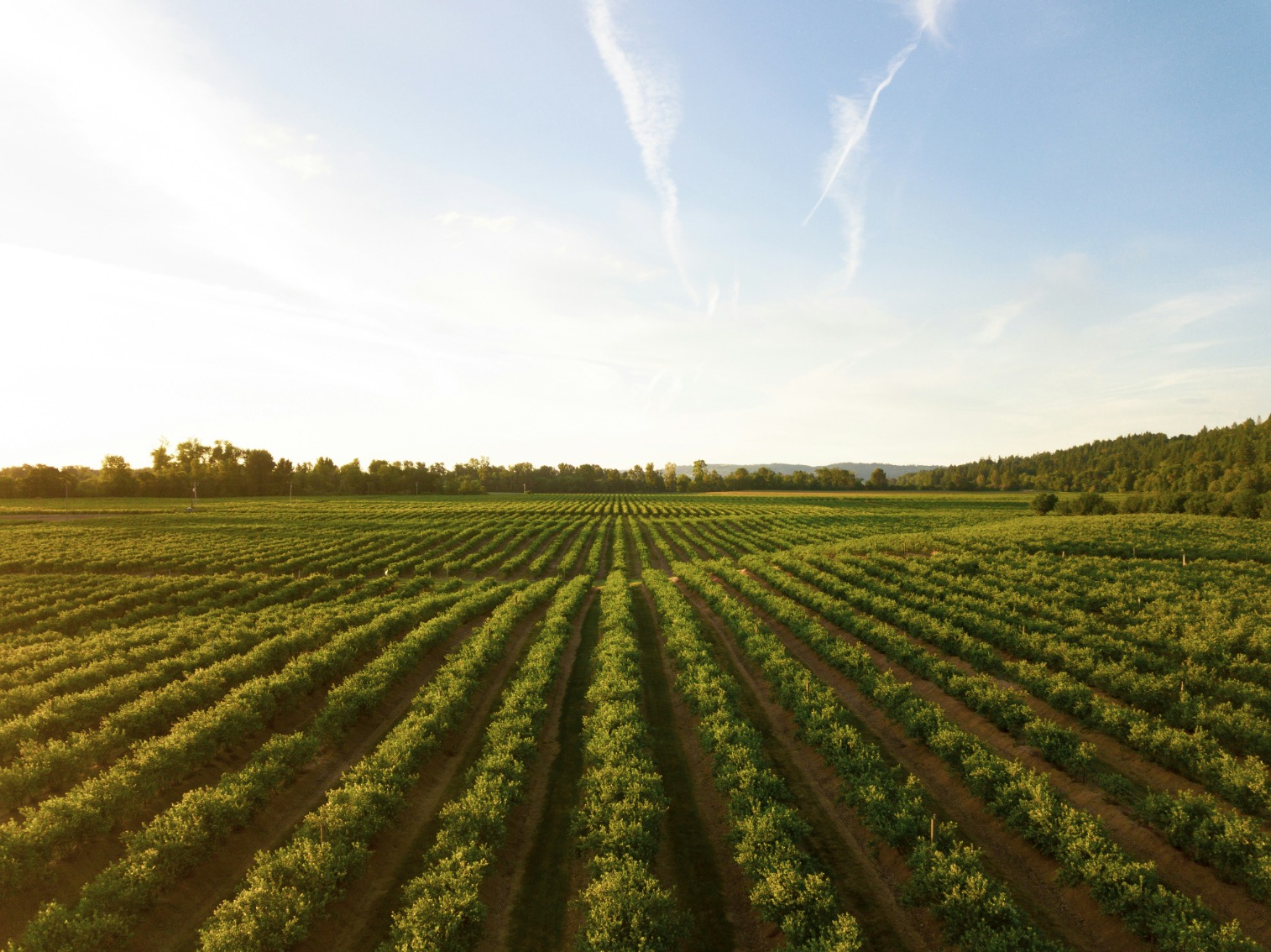 Agricultural field with planted crops in rows